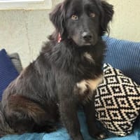 Murphy - unser Wuschelbär, Hund zur Adoption