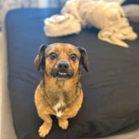 Shorty - unser Sonnenschein sucht Dich, Hund zur Adoption