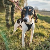 🧡Snickers - in Deutschland zur Pflege, Hund zur Adoption