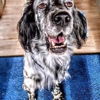 🧡Simba - in Detschland zur Pflege, Hund zur Adoption