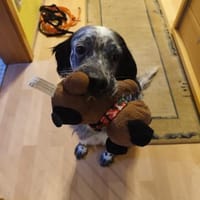 🧡Lola - in Deutschland zur Pflege, Hündin zur Adoption