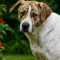 Axel, auf der Suche nach Glück, Hund zur Adoption