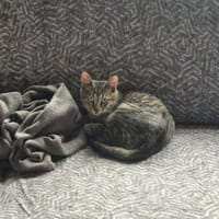 Kater Akari sucht sein Zuhause, Kater zur Adoption
