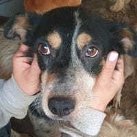 NELE-wunderschöne Hündin, 47 cm, Hündin zur Adoption