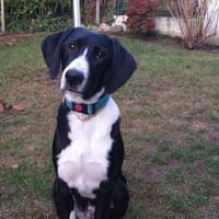 Araldo - wartet in 42859 Remscheid, Hund zur Adoption