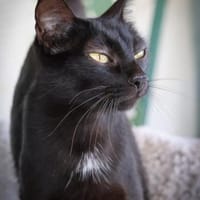 Schwarze Schönheit sucht Zuhause, Katze zur Adoption
