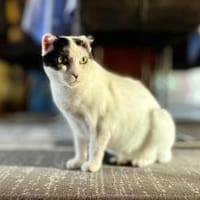 Süße MINA wartet auf ihr 4-ever-Home, Katze zur Adoption