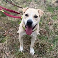 Knutschkugel Remo sucht seine Menschen!, Hund zur Adoption