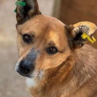 AXEL-menschen bezogener Rüde, 40-45 cm, Hund zur Adoption