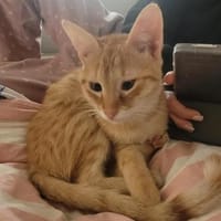 Zuckerschnute Cinnamone, Kater zur Adoption