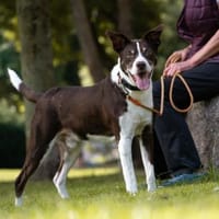 Cayo, 5 Jahre, sucht passenden Deckel, Hund zur Adoption