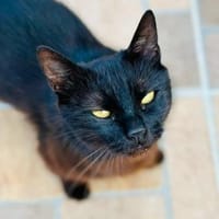 Lackfellchen Nia sucht ihre Familie, Katze zur Adoption