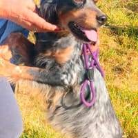 🧡Velia - in Deutschland zur Pflege, Hündin zur Adoption