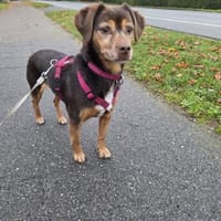 LUNA ❤ einfach liebevoll, Kevelaer, Hündin zur Adoption