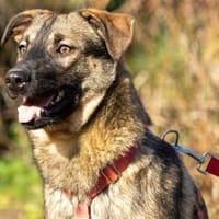 Toni, Hund zur Adoption