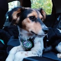 Rondy sucht sein Glück ..., Hund zur Adoption