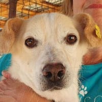 MAMBO-verschmuster Rüde, 32 cm, Hund zur Adoption