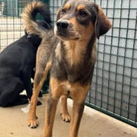 Hübscher Jack sucht ein Zuhause, Hund zur Adoption