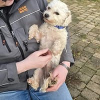 Entzückende Tiffy, Hündin zur Adoption