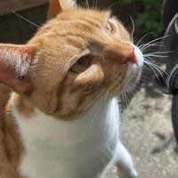 Süßer Entdecker Honey, Kater zur Adoption