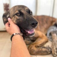 Orso, Hund zur Adoption