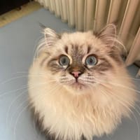 Börek (Wuschel) sucht ein neues Zuhaus, Kater zur Adoption