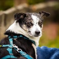 Yori - die Entdeckerin, Hündin zur Adoption