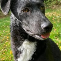 Elsie 💗 wartet in 09648 Mittweida, Hündin zur Adoption