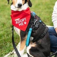 Bobi 💗 wartet in 99718 Greussen, Hund zur Adoption