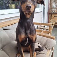 Samba - lieb, wunderschön, fröhlich 🥰, Hündin zur Adoption