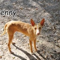 Penny möchte in Ihr Herz 💓, Hündin zur Adoption