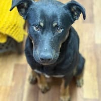 Max - großes Herz aus Gold, Hund zur Adoption