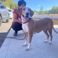 Martina sucht liebevolles Zuhause, Hündin zur Adoption