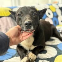 Boss - dein Kuschelpartner in Crime, Hund zur Adoption