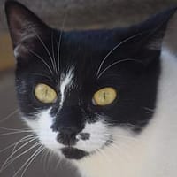 PAM-ruhige, hübsche Katze, liebt Hunde, Katze zur Adoption