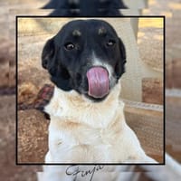 In Düsseldorf wartet die süße FINJA!, Hündin zur Adoption