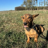 Ella - zwei Ohren zum Verlieben, Hündin zur Adoption