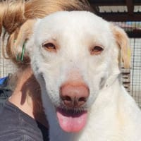 MALEEN-sanfte, wunderschöne Hündin,48cm, Hündin zur Adoption