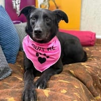 Molly - unser stiller Schatten, Hündin zur Adoption