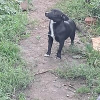 Giesy sucht passendes Körbchen, Hündin zur Adoption