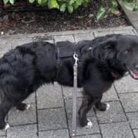 Luna 37 cm (Pflegestelle), Hündin zur Adoption