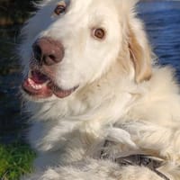 Teddy - ein Herz auf 4Pfoten, Hund zur Adoption