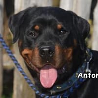 ANTON, Hund zur Adoption