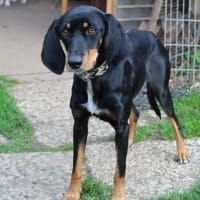 Fröhliche Peggy sucht tolles Zuhause, Hündin zur Adoption