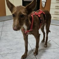 Liebe Rita, Hündin zur Adoption