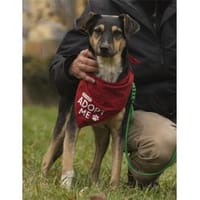 Janka - wartet in 99427 Weimar, Hündin zur Adoption