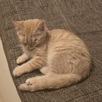 Harald  ein kleiner Kämpfer ....., Kater zur Adoption