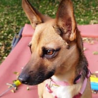 KIKA - entzückend und fröhlich!, Hündin zur Adoption