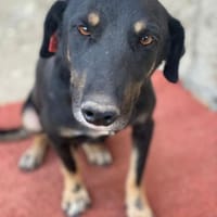 Emil-Neo verdient eine zweite Chance, Hund zur Adoption