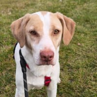 Hübscher Leo, Hund zur Adoption